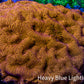 Ultra Jack O’ Lantern Leptoseris Coral Frag Ultra Jack O’ Lantern Leptoseris Coral Frag Pet Supplies Ultra Jack O’ Lantern Leptoseris Coral Frag Zeo Box Reef