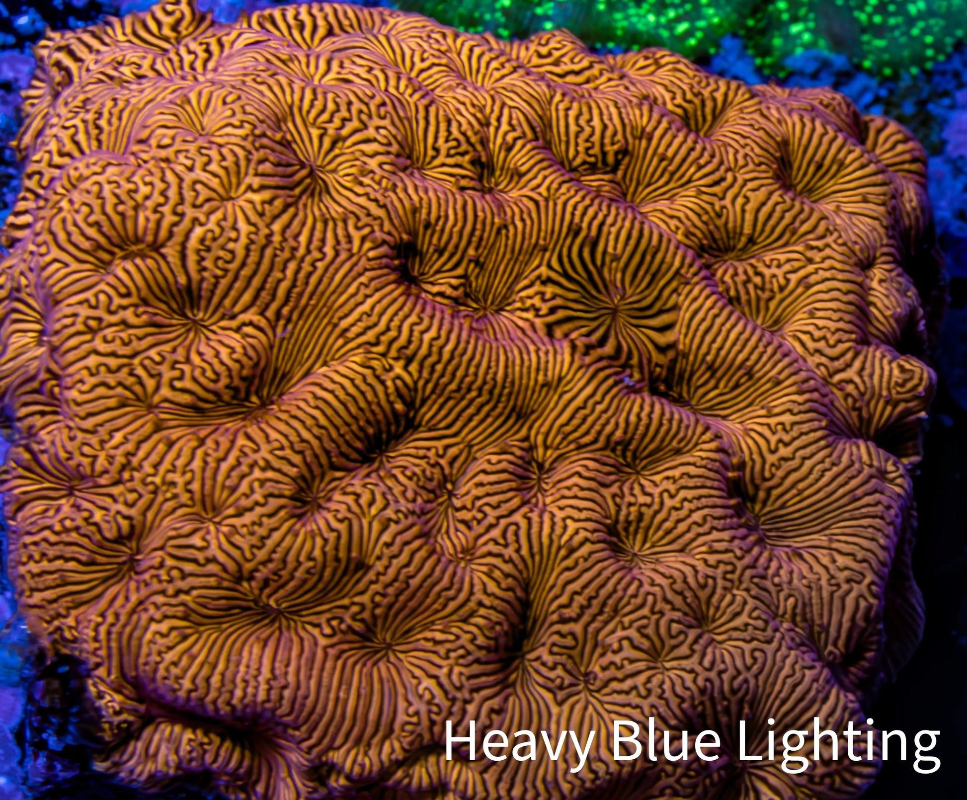 Ultra Jack O’ Lantern Leptoseris Coral Frag Ultra Jack O’ Lantern Leptoseris Coral Frag Pet Supplies Ultra Jack O’ Lantern Leptoseris Coral Frag Zeo Box Reef
