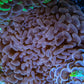 Ultra Jelly Bean Hammer Coral -  WYSIWYG 10cm D3R6B1 Ultra Jelly Bean Hammer Coral -  WYSIWYG 10cm D3R6B1 Aquarium Decor Ultra Jelly Bean Hammer Coral -  WYSIWYG 10cm D3R6B1 Zeo Box Reef
