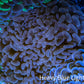 Ultra Jelly Bean Hammer Coral -  WYSIWYG 10cm D3R6B1 Ultra Jelly Bean Hammer Coral -  WYSIWYG 10cm D3R6B1 Aquarium Decor Ultra Jelly Bean Hammer Coral -  WYSIWYG 10cm D3R6B1 Zeo Box Reef