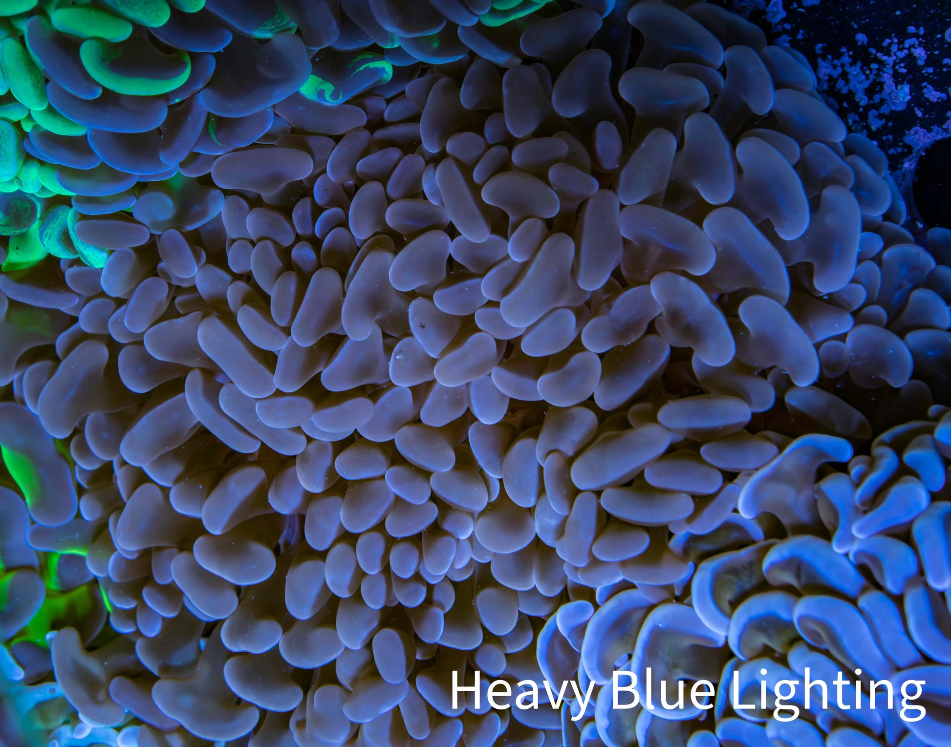 Ultra Jelly Bean Hammer Coral -  WYSIWYG 10cm D3R6B1 Ultra Jelly Bean Hammer Coral -  WYSIWYG 10cm D3R6B1 Aquarium Decor Ultra Jelly Bean Hammer Coral -  WYSIWYG 10cm D3R6B1 Zeo Box Reef