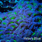 Ultra Jelly Bean Hammer Coral -  WYSIWYG 12cm C4R6B1 Ultra Jelly Bean Hammer Coral -  WYSIWYG 12cm C4R6B1 Aquarium Decor Ultra Jelly Bean Hammer Coral -  WYSIWYG 12cm C4R6B1 Zeo Box Reef