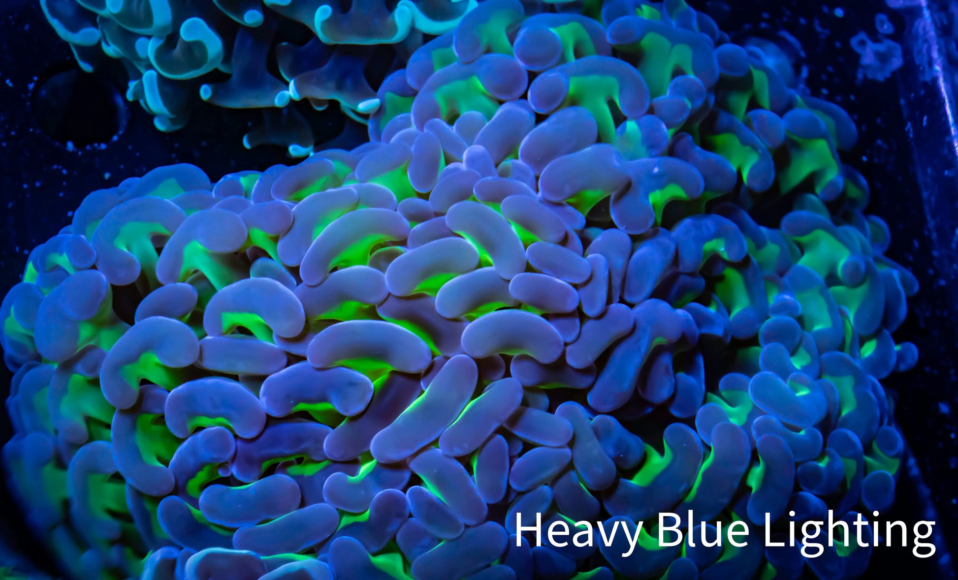Ultra Jelly Bean Hammer Coral -  WYSIWYG 12cm C4R6B1 Ultra Jelly Bean Hammer Coral -  WYSIWYG 12cm C4R6B1 Aquarium Decor Ultra Jelly Bean Hammer Coral -  WYSIWYG 12cm C4R6B1 Zeo Box Reef
