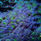 Ultra Jelly Bean Hammer Coral -  WYSIWYG 12cm C4R6B1 Ultra Jelly Bean Hammer Coral -  WYSIWYG 12cm C4R6B1 Aquarium Decor Ultra Jelly Bean Hammer Coral -  WYSIWYG 12cm C4R6B1 Zeo Box Reef
