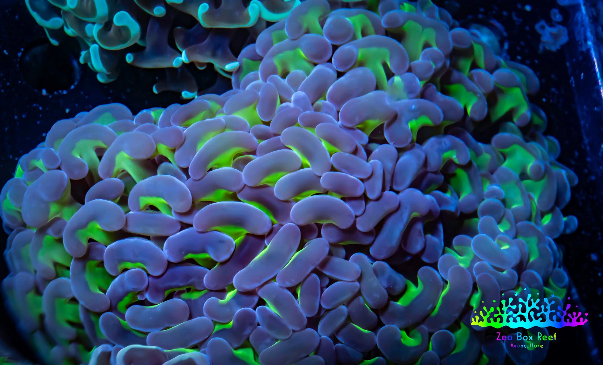 Ultra Jelly Bean Hammer Coral -  WYSIWYG 12cm C4R6B1 Ultra Jelly Bean Hammer Coral -  WYSIWYG 12cm C4R6B1 Aquarium Decor Ultra Jelly Bean Hammer Coral -  WYSIWYG 12cm C4R6B1 Zeo Box Reef