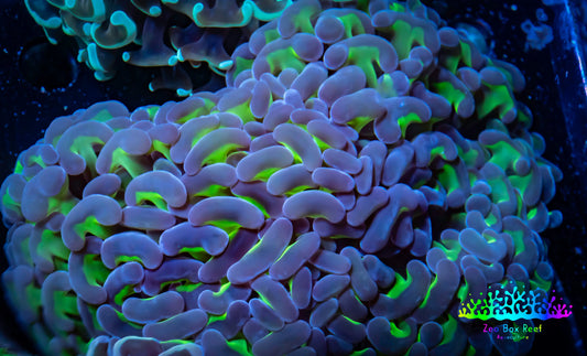 Ultra Jelly Bean Hammer Coral -  WYSIWYG 12cm C4R6B1 Ultra Jelly Bean Hammer Coral -  WYSIWYG 12cm C4R6B1 Aquarium Decor Ultra Jelly Bean Hammer Coral -  WYSIWYG 12cm C4R6B1 Zeo Box Reef
