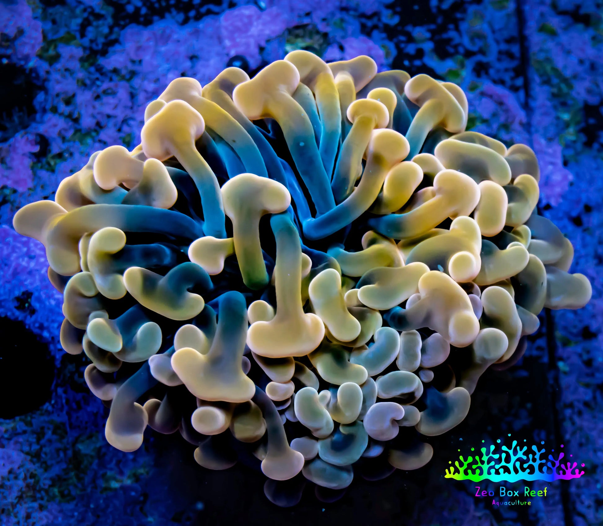 Ultra Jelly Bean Hammer Coral -  WYSIWYG 5cm B6R5B1 Ultra Jelly Bean Hammer Coral -  WYSIWYG 5cm B6R5B1 Aquarium Decor Ultra Jelly Bean Hammer Coral -  WYSIWYG 5cm B6R5B1 Zeo Box Reef