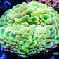 Ultra Jelly Bean Hammer Coral WYSIWYG 5cm Ultra Jelly Bean Hammer Coral WYSIWYG 5cm Aquarium Decor Ultra Jelly Bean Hammer Coral WYSIWYG 5cm Zeo Box Reef