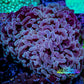 Ultra Jelly Bean Hammer Coral -  WYSIWYG 8cm A3R5B1 Ultra Jelly Bean Hammer Coral -  WYSIWYG 8cm A3R5B1 Aquarium Decor Ultra Jelly Bean Hammer Coral -  WYSIWYG 8cm A3R5B1 Zeo Box Reef
