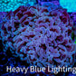 Ultra Jelly Bean Hammer Coral -  WYSIWYG 8cm A3R5B1 Ultra Jelly Bean Hammer Coral -  WYSIWYG 8cm A3R5B1 Aquarium Decor Ultra Jelly Bean Hammer Coral -  WYSIWYG 8cm A3R5B1 Zeo Box Reef