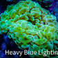 Ultra Jelly Bean Hammer Coral -  WYSIWYG 8cm B1R5B1 Ultra Jelly Bean Hammer Coral -  WYSIWYG 8cm B1R5B1 Aquarium Decor Ultra Jelly Bean Hammer Coral -  WYSIWYG 8cm B1R5B1 Zeo Box Reef