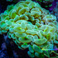 Ultra Jelly Bean Hammer Coral -  WYSIWYG 8cm B1R5B1 Ultra Jelly Bean Hammer Coral -  WYSIWYG 8cm B1R5B1 Aquarium Decor Ultra Jelly Bean Hammer Coral -  WYSIWYG 8cm B1R5B1 Zeo Box Reef