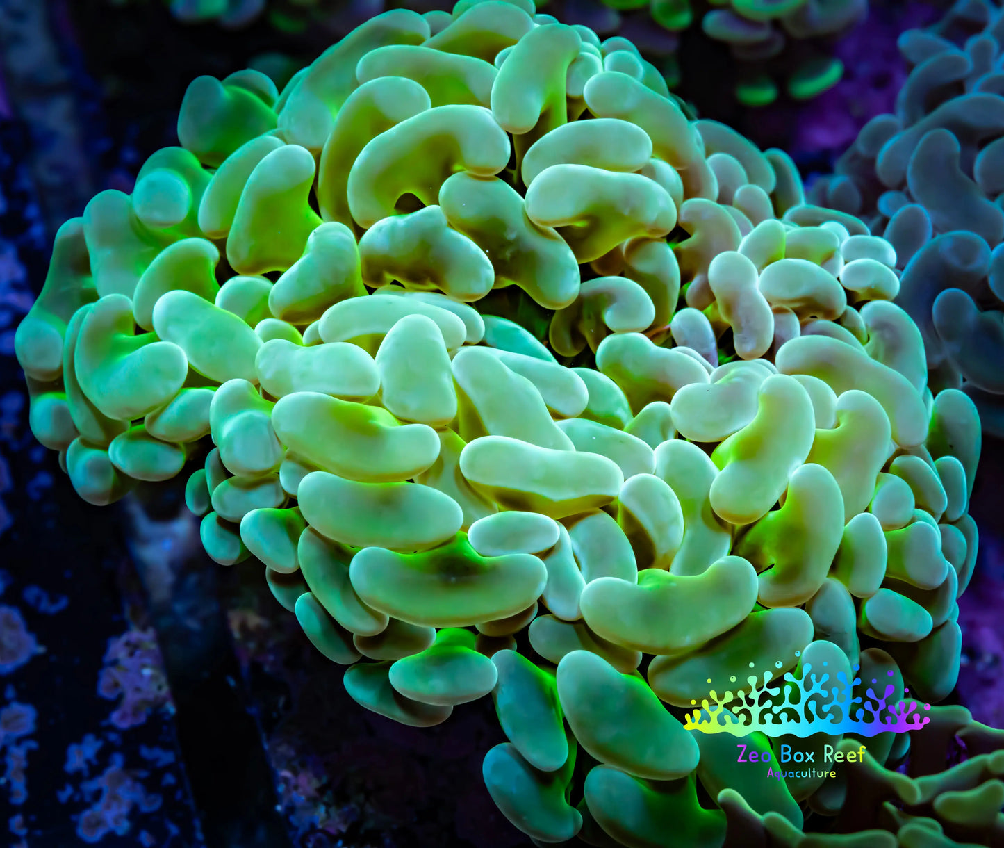 Ultra Jelly Bean Hammer Coral -  WYSIWYG 8cm B1R5B1 Ultra Jelly Bean Hammer Coral -  WYSIWYG 8cm B1R5B1 Aquarium Decor Ultra Jelly Bean Hammer Coral -  WYSIWYG 8cm B1R5B1 Zeo Box Reef