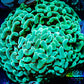 Ultra Jelly Bean Hammer Coral -  WYSIWYG 8cm B1R6B1 Ultra Jelly Bean Hammer Coral -  WYSIWYG 8cm B1R6B1 Aquarium Decor Ultra Jelly Bean Hammer Coral -  WYSIWYG 8cm B1R6B1 Zeo Box Reef