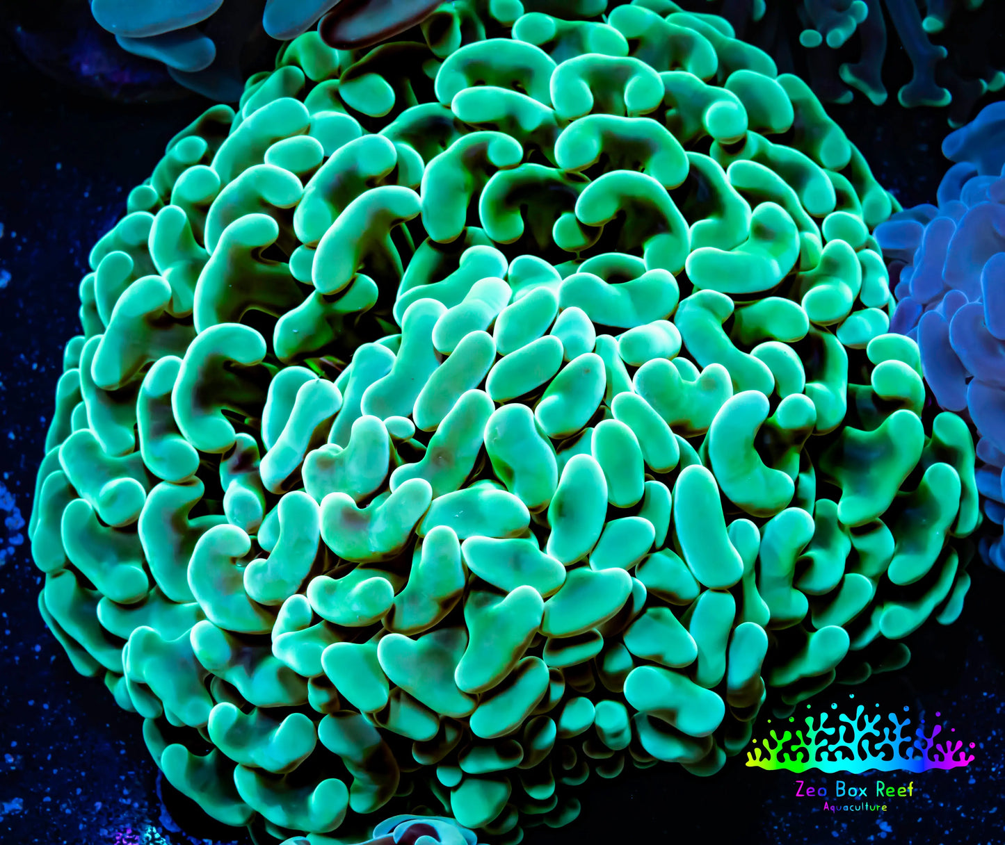 Ultra Jelly Bean Hammer Coral -  WYSIWYG 8cm B1R6B1 Ultra Jelly Bean Hammer Coral -  WYSIWYG 8cm B1R6B1 Aquarium Decor Ultra Jelly Bean Hammer Coral -  WYSIWYG 8cm B1R6B1 Zeo Box Reef