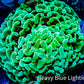 Ultra Jelly Bean Hammer Coral -  WYSIWYG 8cm B1R6B1 Ultra Jelly Bean Hammer Coral -  WYSIWYG 8cm B1R6B1 Aquarium Decor Ultra Jelly Bean Hammer Coral -  WYSIWYG 8cm B1R6B1 Zeo Box Reef