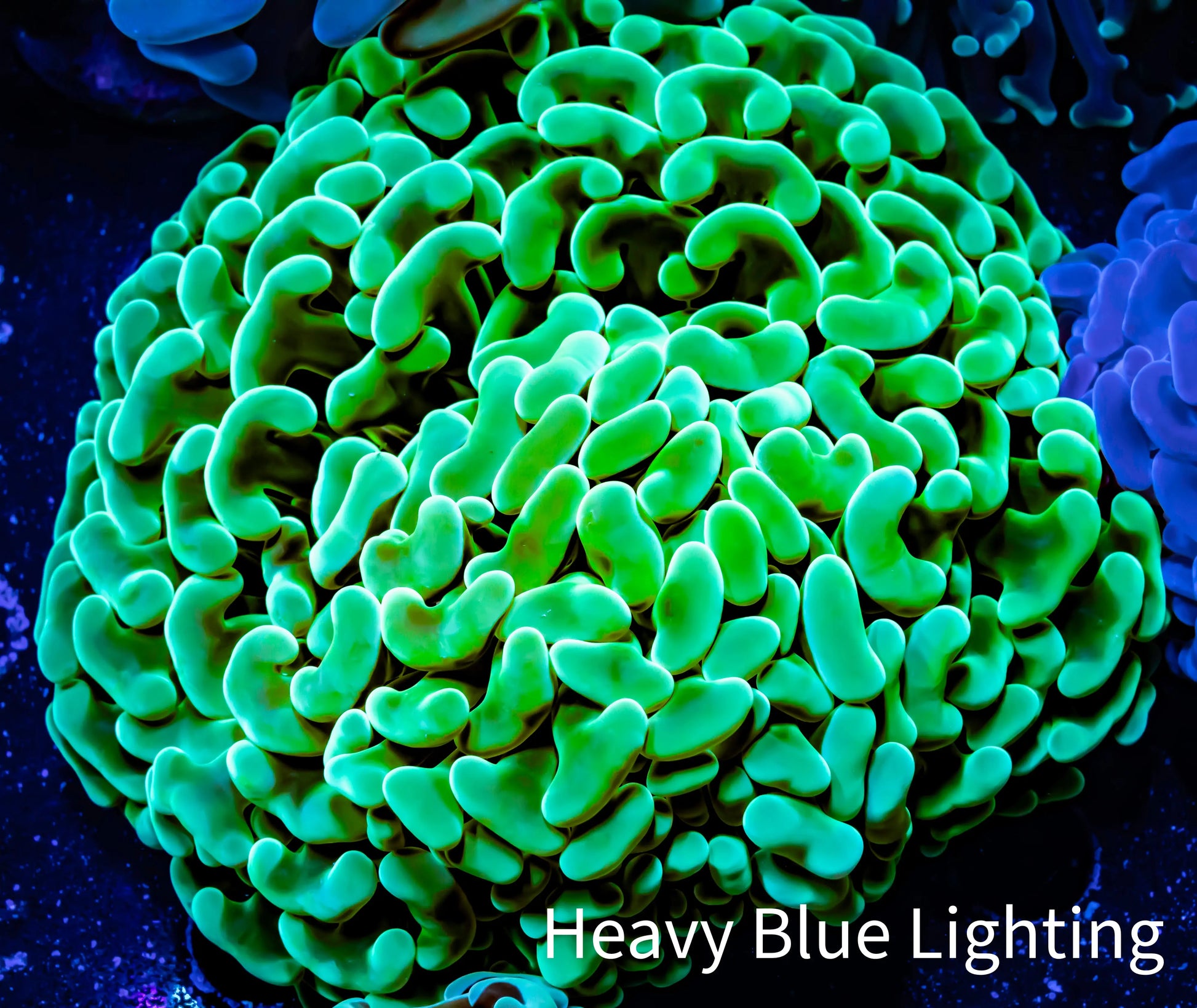 Ultra Jelly Bean Hammer Coral -  WYSIWYG 8cm B1R6B1 Ultra Jelly Bean Hammer Coral -  WYSIWYG 8cm B1R6B1 Aquarium Decor Ultra Jelly Bean Hammer Coral -  WYSIWYG 8cm B1R6B1 Zeo Box Reef