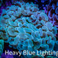 Ultra Jelly Bean Hammer Coral -  WYSIWYG 8cm B2R5B1 Ultra Jelly Bean Hammer Coral -  WYSIWYG 8cm B2R5B1 Aquarium Decor Ultra Jelly Bean Hammer Coral -  WYSIWYG 8cm B2R5B1 Zeo Box Reef