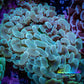 Ultra Jelly Bean Hammer Coral -  WYSIWYG 8cm B2R5B1 Ultra Jelly Bean Hammer Coral -  WYSIWYG 8cm B2R5B1 Aquarium Decor Ultra Jelly Bean Hammer Coral -  WYSIWYG 8cm B2R5B1 Zeo Box Reef