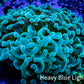 Ultra Jelly Bean Hammer Coral -  WYSIWYG 8cm B2R5B1 Ultra Jelly Bean Hammer Coral -  WYSIWYG 8cm B2R5B1 Aquarium Decor Ultra Jelly Bean Hammer Coral -  WYSIWYG 8cm B2R5B1 Zeo Box Reef