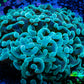 Ultra Jelly Bean Hammer Coral -  WYSIWYG 8cm B2R5B1 Ultra Jelly Bean Hammer Coral -  WYSIWYG 8cm B2R5B1 Aquarium Decor Ultra Jelly Bean Hammer Coral -  WYSIWYG 8cm B2R5B1 Zeo Box Reef