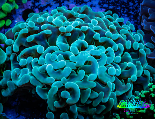 Ultra Jelly Bean Hammer Coral -  WYSIWYG 8cm B2R5B1 Ultra Jelly Bean Hammer Coral -  WYSIWYG 8cm B2R5B1 Aquarium Decor Ultra Jelly Bean Hammer Coral -  WYSIWYG 8cm B2R5B1 Zeo Box Reef