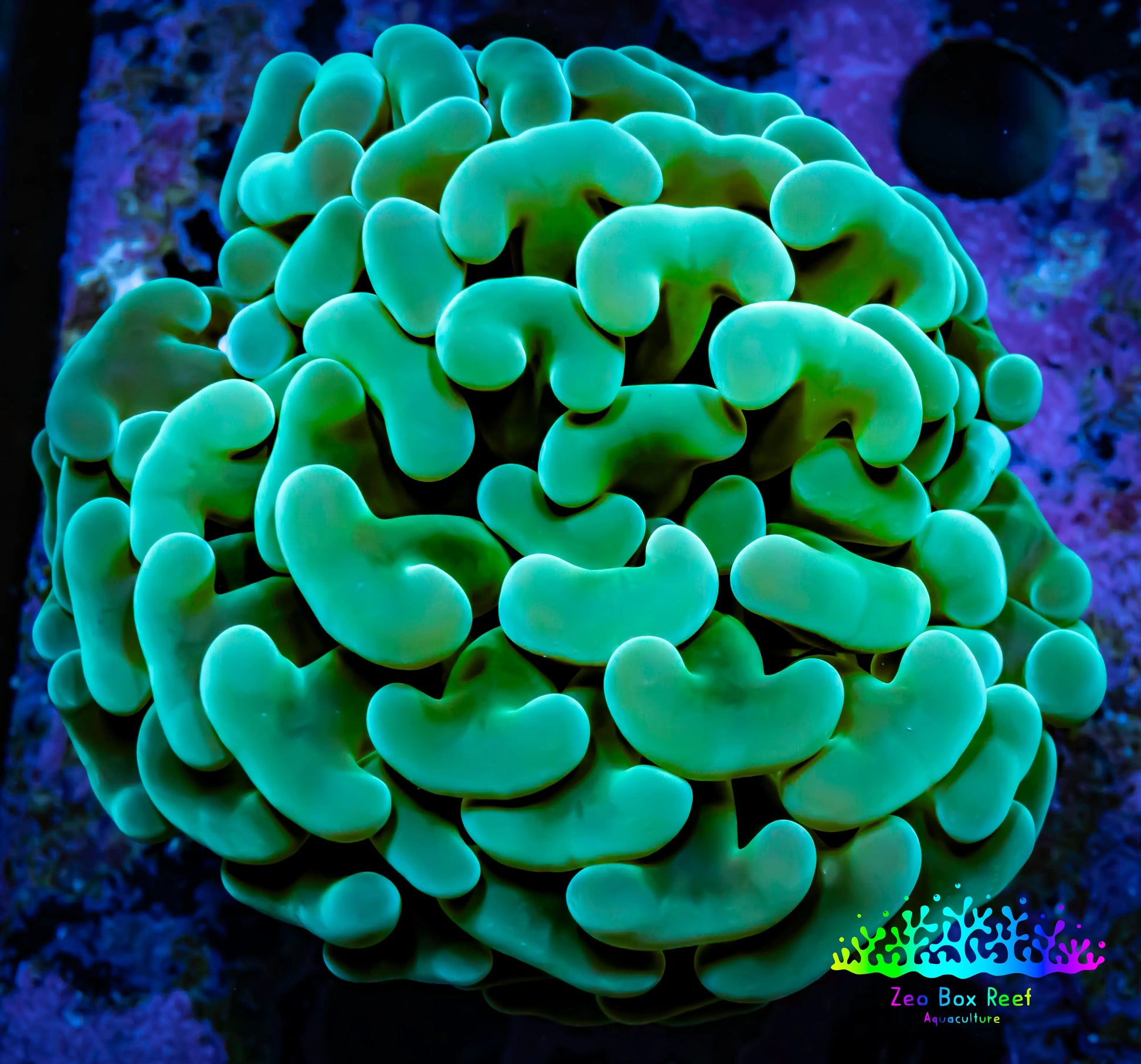 Ultra Jelly Bean Hammer Coral -  WYSIWYG 8cm C1R5B1 Ultra Jelly Bean Hammer Coral -  WYSIWYG 8cm C1R5B1 Aquarium Decor Ultra Jelly Bean Hammer Coral -  WYSIWYG 8cm C1R5B1 Zeo Box Reef