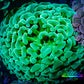 Ultra Jelly Bean Hammer Coral -  WYSIWYG 8cm C2R6B1 Ultra Jelly Bean Hammer Coral -  WYSIWYG 8cm C2R6B1 Aquarium Decor Ultra Jelly Bean Hammer Coral -  WYSIWYG 8cm C2R6B1 Zeo Box Reef