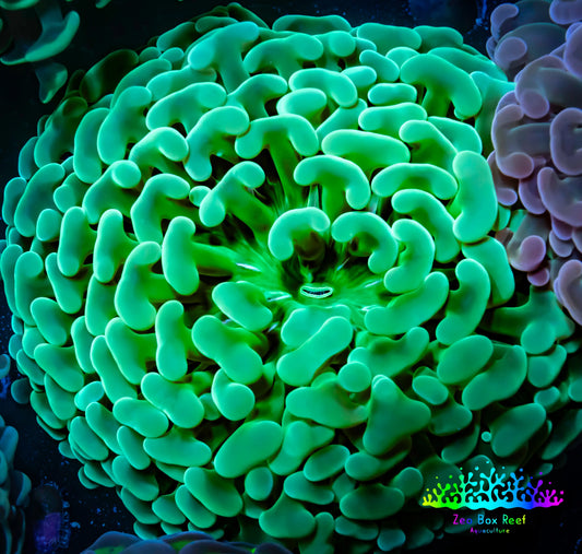 Ultra Jelly Bean Hammer Coral -  WYSIWYG 8cm C2R6B1 Ultra Jelly Bean Hammer Coral -  WYSIWYG 8cm C2R6B1 Aquarium Decor Ultra Jelly Bean Hammer Coral -  WYSIWYG 8cm C2R6B1 Zeo Box Reef