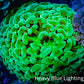 Ultra Jelly Bean Hammer Coral -  WYSIWYG 8cm C2R6B1 Ultra Jelly Bean Hammer Coral -  WYSIWYG 8cm C2R6B1 Aquarium Decor Ultra Jelly Bean Hammer Coral -  WYSIWYG 8cm C2R6B1 Zeo Box Reef