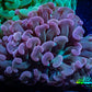 Ultra Jelly Bean Hammer Coral -  WYSIWYG 8cm C3R6B1 Ultra Jelly Bean Hammer Coral -  WYSIWYG 8cm C3R6B1 Aquarium Decor Ultra Jelly Bean Hammer Coral -  WYSIWYG 8cm C3R6B1 Zeo Box Reef