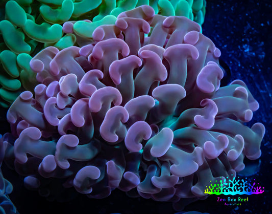 Ultra Jelly Bean Hammer Coral -  WYSIWYG 8cm C3R6B1 Ultra Jelly Bean Hammer Coral -  WYSIWYG 8cm C3R6B1 Aquarium Decor Ultra Jelly Bean Hammer Coral -  WYSIWYG 8cm C3R6B1 Zeo Box Reef