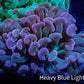 Ultra Jelly Bean Hammer Coral -  WYSIWYG 8cm C3R6B1 Ultra Jelly Bean Hammer Coral -  WYSIWYG 8cm C3R6B1 Aquarium Decor Ultra Jelly Bean Hammer Coral -  WYSIWYG 8cm C3R6B1 Zeo Box Reef