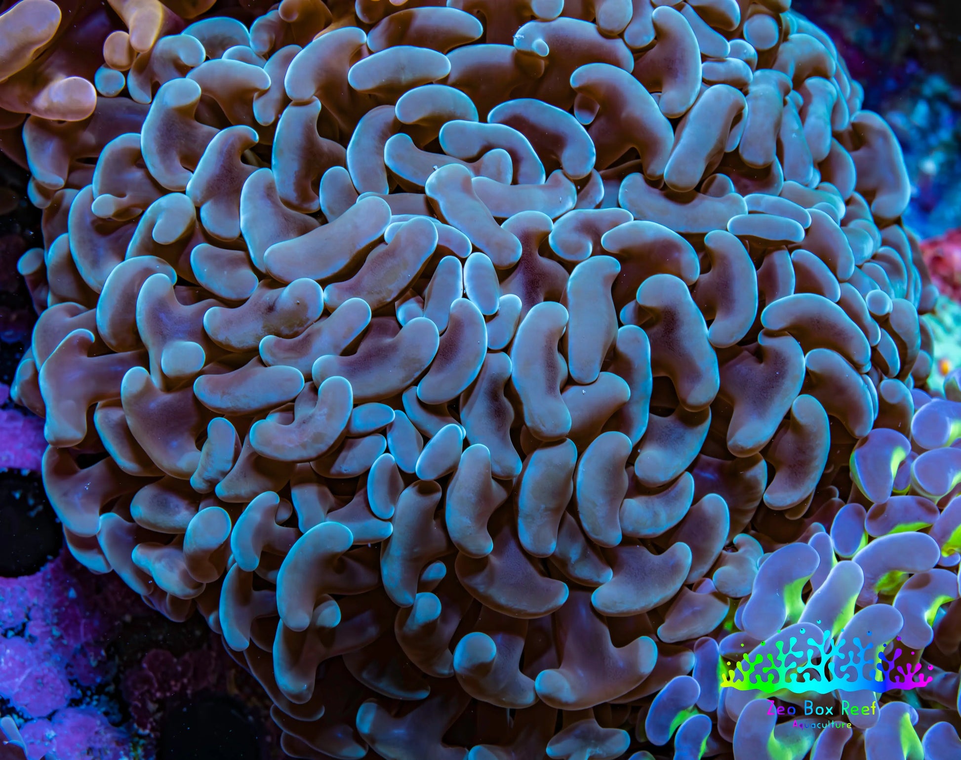 Ultra Jelly Bean Tip Teal Blue Hammer Coral -  WYSIWYG 9cm A3R6B1 Ultra Jelly Bean Tip Teal Blue Hammer Coral -  WYSIWYG 9cm A3R6B1 Aquarium Decor Ultra Jelly Bean Tip Teal Blue Hammer Coral -  WYSIWYG 9cm A3R6B1 Zeo Box Reef