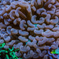 Ultra Jelly Bean Tip Teal Hammer Coral -  WYSIWYG 12cm A1R6B1 Ultra Jelly Bean Tip Teal Hammer Coral -  WYSIWYG 12cm A1R6B1 Aquarium Decor Ultra Jelly Bean Tip Teal Hammer Coral -  WYSIWYG 12cm A1R6B1 Zeo Box Reef