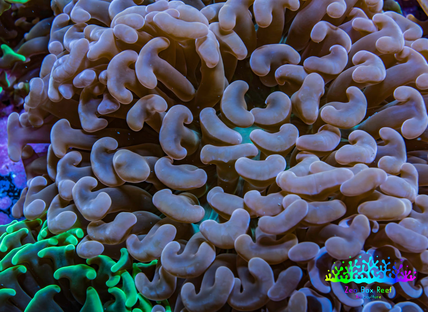 Ultra Jelly Bean Tip Teal Hammer Coral -  WYSIWYG 12cm A1R6B1 Ultra Jelly Bean Tip Teal Hammer Coral -  WYSIWYG 12cm A1R6B1 Aquarium Decor Ultra Jelly Bean Tip Teal Hammer Coral -  WYSIWYG 12cm A1R6B1 Zeo Box Reef