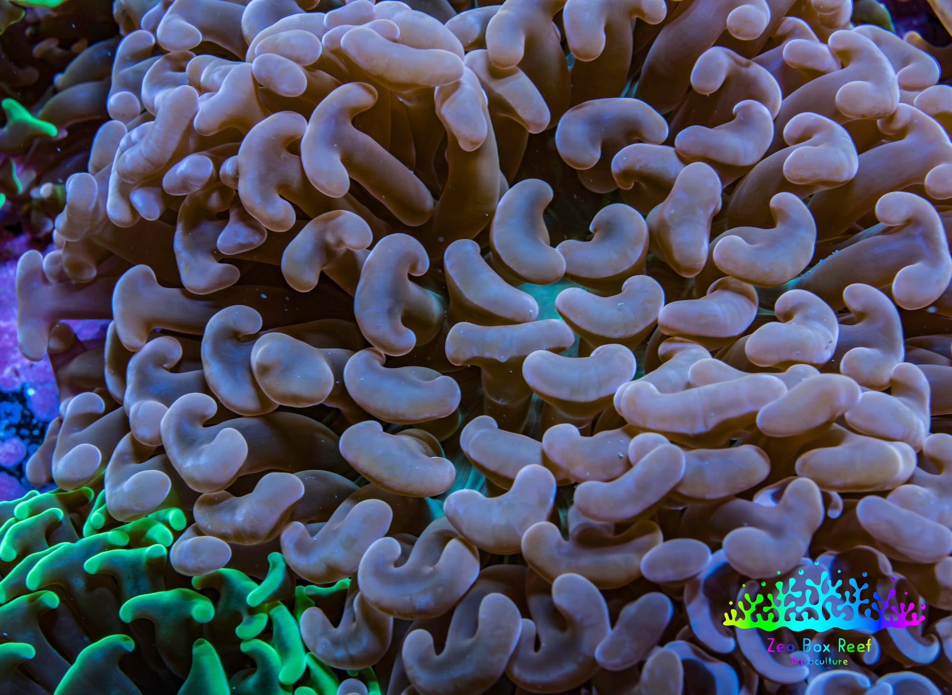 Ultra Jelly Bean Tip Teal Hammer Coral -  WYSIWYG 12cm A1R6B1 Ultra Jelly Bean Tip Teal Hammer Coral -  WYSIWYG 12cm A1R6B1 Aquarium Decor Ultra Jelly Bean Tip Teal Hammer Coral -  WYSIWYG 12cm A1R6B1 Zeo Box Reef