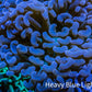 Ultra Jelly Bean Tip Teal Hammer Coral -  WYSIWYG 12cm A1R6B1 Ultra Jelly Bean Tip Teal Hammer Coral -  WYSIWYG 12cm A1R6B1 Aquarium Decor Ultra Jelly Bean Tip Teal Hammer Coral -  WYSIWYG 12cm A1R6B1 Zeo Box Reef
