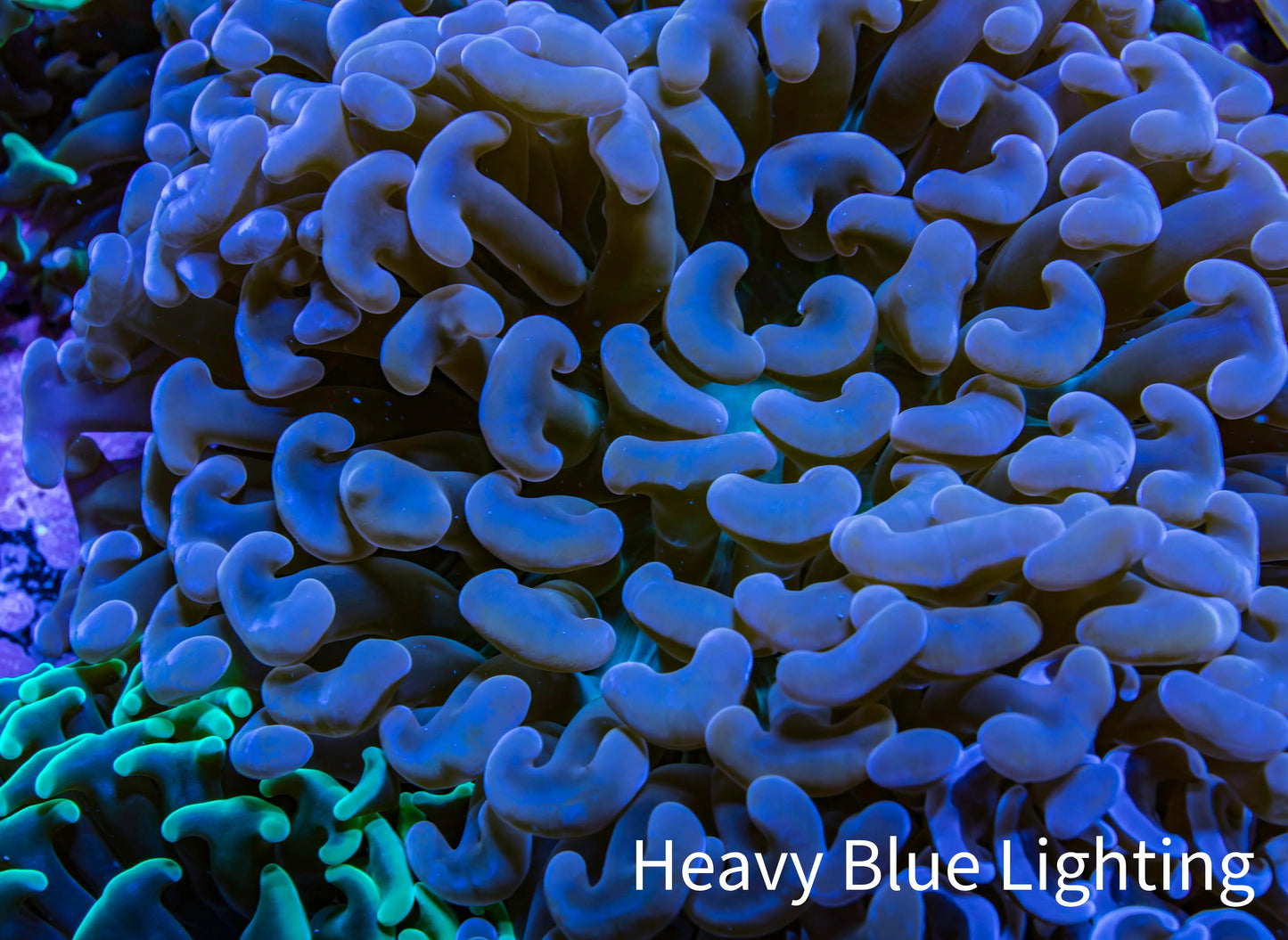 Ultra Jelly Bean Tip Teal Hammer Coral -  WYSIWYG 12cm A1R6B1 Ultra Jelly Bean Tip Teal Hammer Coral -  WYSIWYG 12cm A1R6B1 Aquarium Decor Ultra Jelly Bean Tip Teal Hammer Coral -  WYSIWYG 12cm A1R6B1 Zeo Box Reef