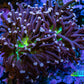 Ultra Joker Torch Coral 6cm WYSIWYG Ultra Joker Torch Coral 6cm WYSIWYG LPS Ultra Joker Torch Coral 6cm WYSIWYG Zeo Box Reef