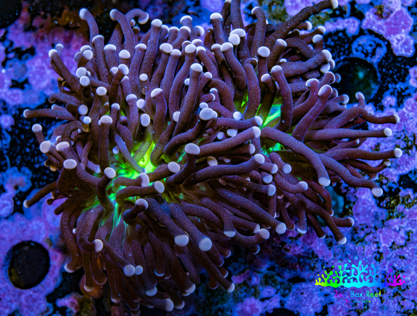 Ultra Joker Torch Coral 6cm WYSIWYG Ultra Joker Torch Coral 6cm WYSIWYG LPS Ultra Joker Torch Coral 6cm WYSIWYG Zeo Box Reef