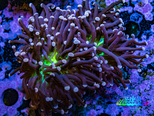 Ultra Joker Torch Coral 6cm WYSIWYG Ultra Joker Torch Coral 6cm WYSIWYG LPS Ultra Joker Torch Coral 6cm WYSIWYG Zeo Box Reef