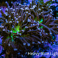 Ultra Joker Torch Coral 6cm WYSIWYG Ultra Joker Torch Coral 6cm WYSIWYG LPS Ultra Joker Torch Coral 6cm WYSIWYG Zeo Box Reef