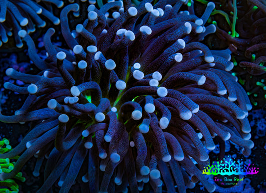 Ultra Joker Torch Coral 7cm WYSIWYG D5R1B1 Ultra Joker Torch Coral 7cm WYSIWYG D5R1B1 LPS Ultra Joker Torch Coral 7cm WYSIWYG D5R1B1 Zeo Box Reef