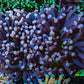 Ultra Joker Torch Coral 9cm WYSIWYG Ultra Joker Torch Coral 9cm WYSIWYG LPS Ultra Joker Torch Coral 9cm WYSIWYG Zeo Box Reef