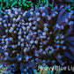 Ultra Joker Torch Coral 9cm WYSIWYG Ultra Joker Torch Coral 9cm WYSIWYG LPS Ultra Joker Torch Coral 9cm WYSIWYG Zeo Box Reef