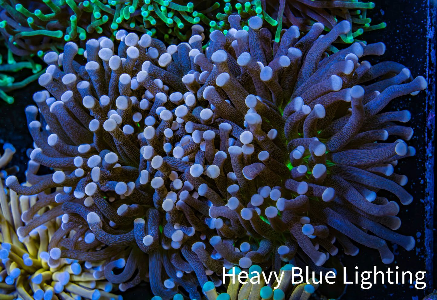 Ultra Joker Torch Coral 9cm WYSIWYG Ultra Joker Torch Coral 9cm WYSIWYG LPS Ultra Joker Torch Coral 9cm WYSIWYG Zeo Box Reef