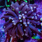 Ultra Joker Torch Coral WYSIWYG 4cm Ultra Joker Torch Coral WYSIWYG 4cm LPS Ultra Joker Torch Coral WYSIWYG 4cm Zeo Box Reef