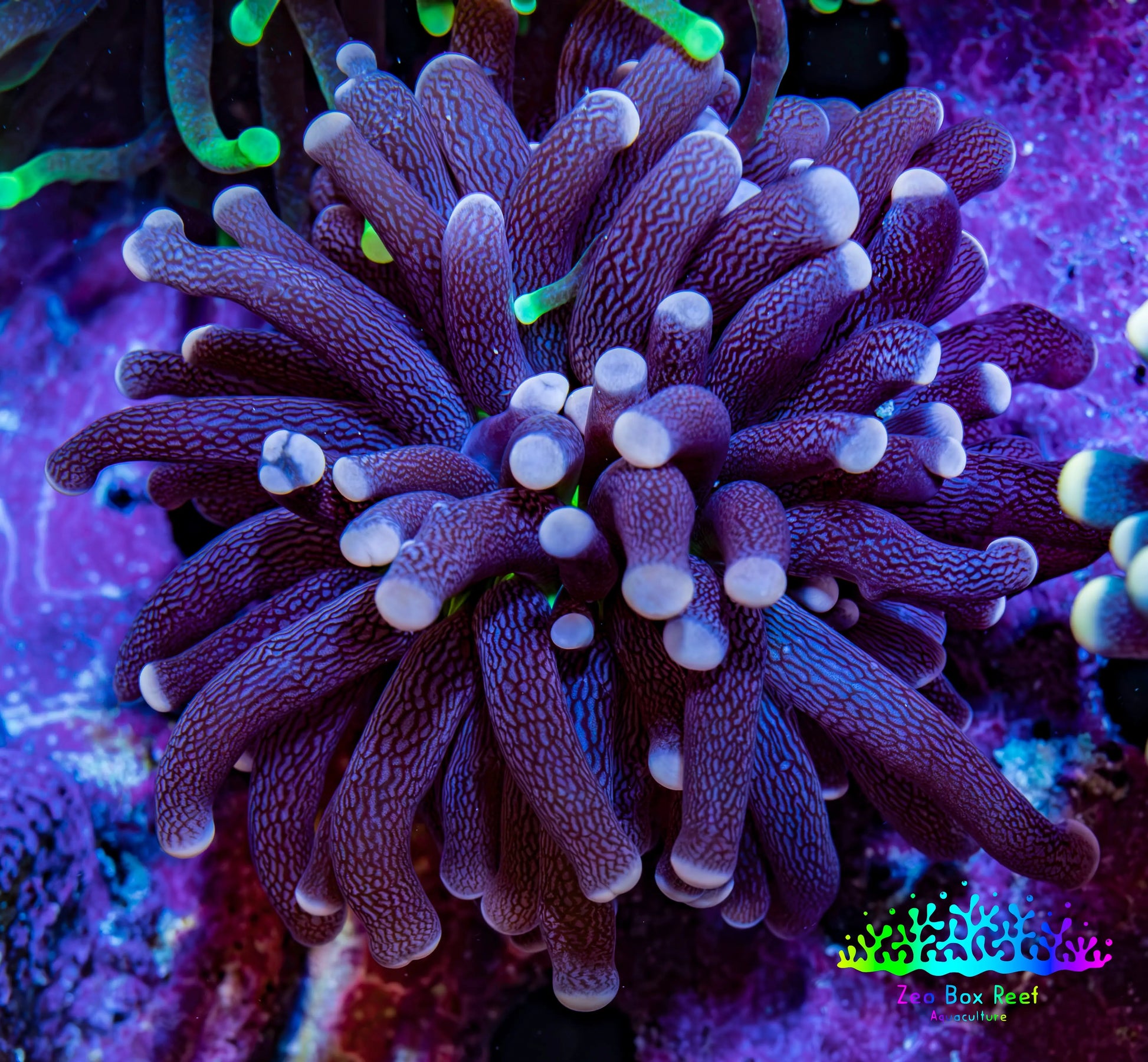 Ultra Joker Torch Coral WYSIWYG 4cm Ultra Joker Torch Coral WYSIWYG 4cm LPS Ultra Joker Torch Coral WYSIWYG 4cm Zeo Box Reef