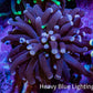 Ultra Joker Torch Coral WYSIWYG 4cm Ultra Joker Torch Coral WYSIWYG 4cm LPS Ultra Joker Torch Coral WYSIWYG 4cm Zeo Box Reef